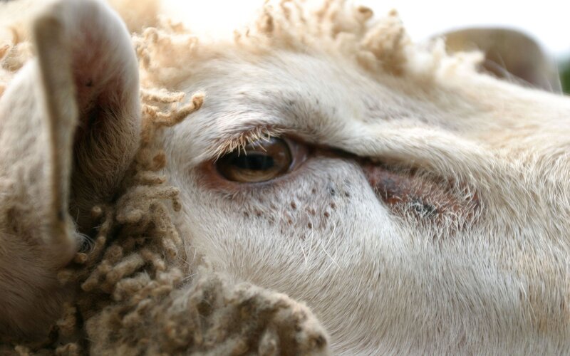 close-up of a sheep's eye