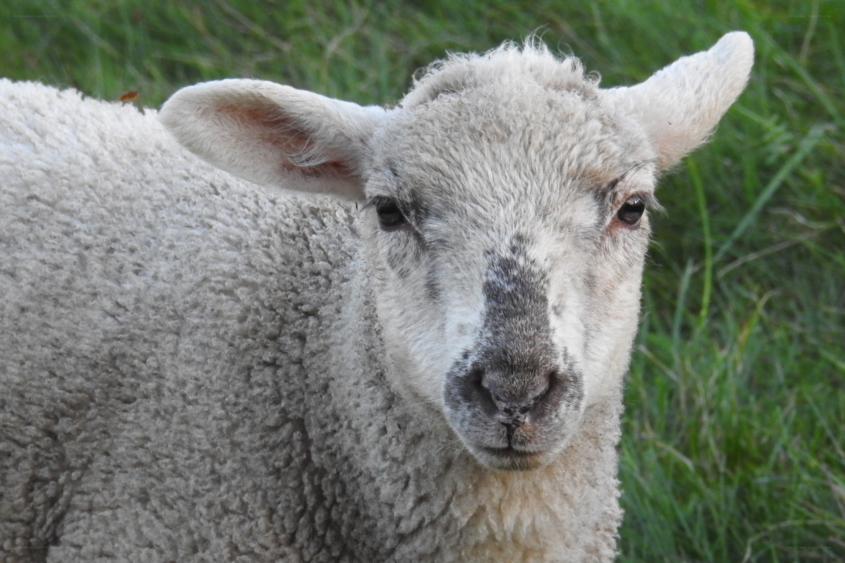 close-up of a sheep