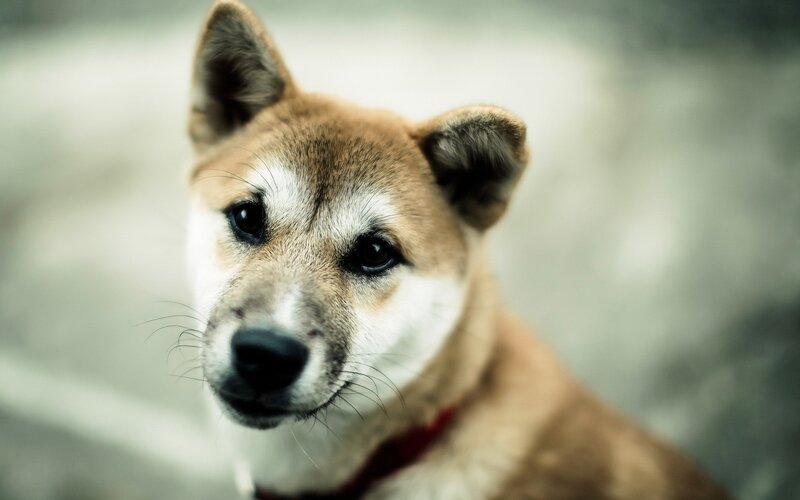 close-up of a shiba inu dog
