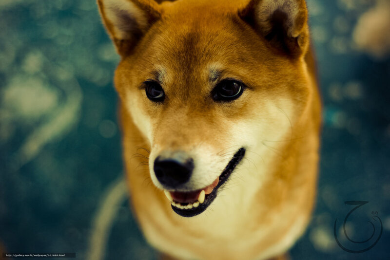 Close-up of a Shiba Inu dog