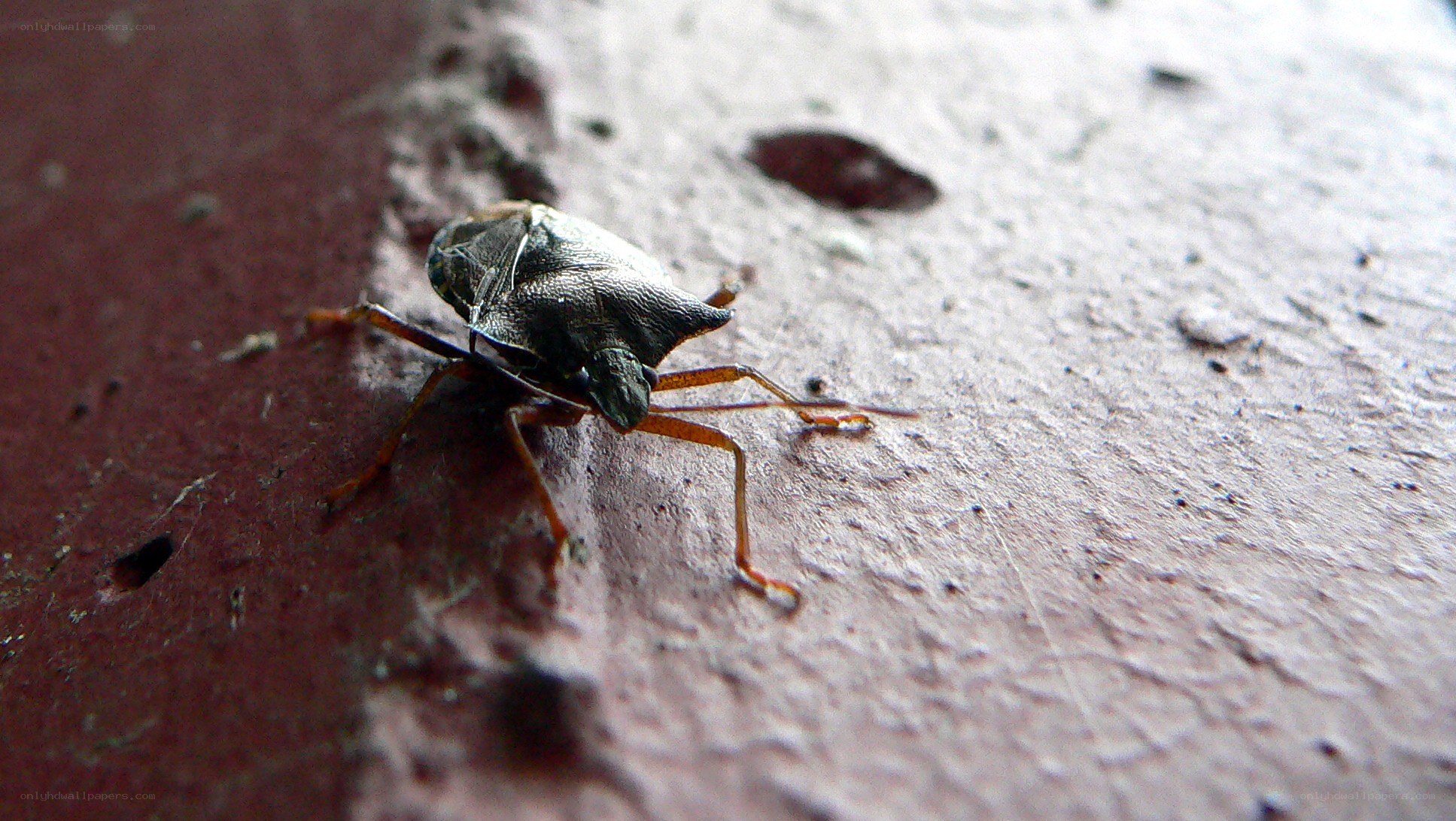 close-up of a shield bug