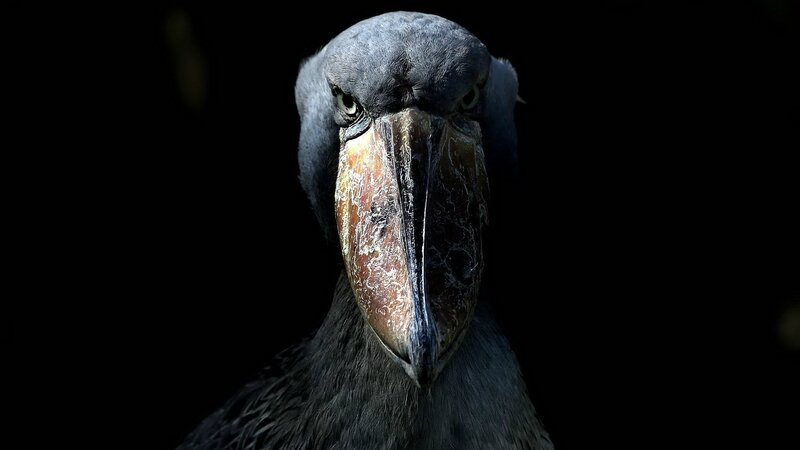 Close-up of a shoebill bird
