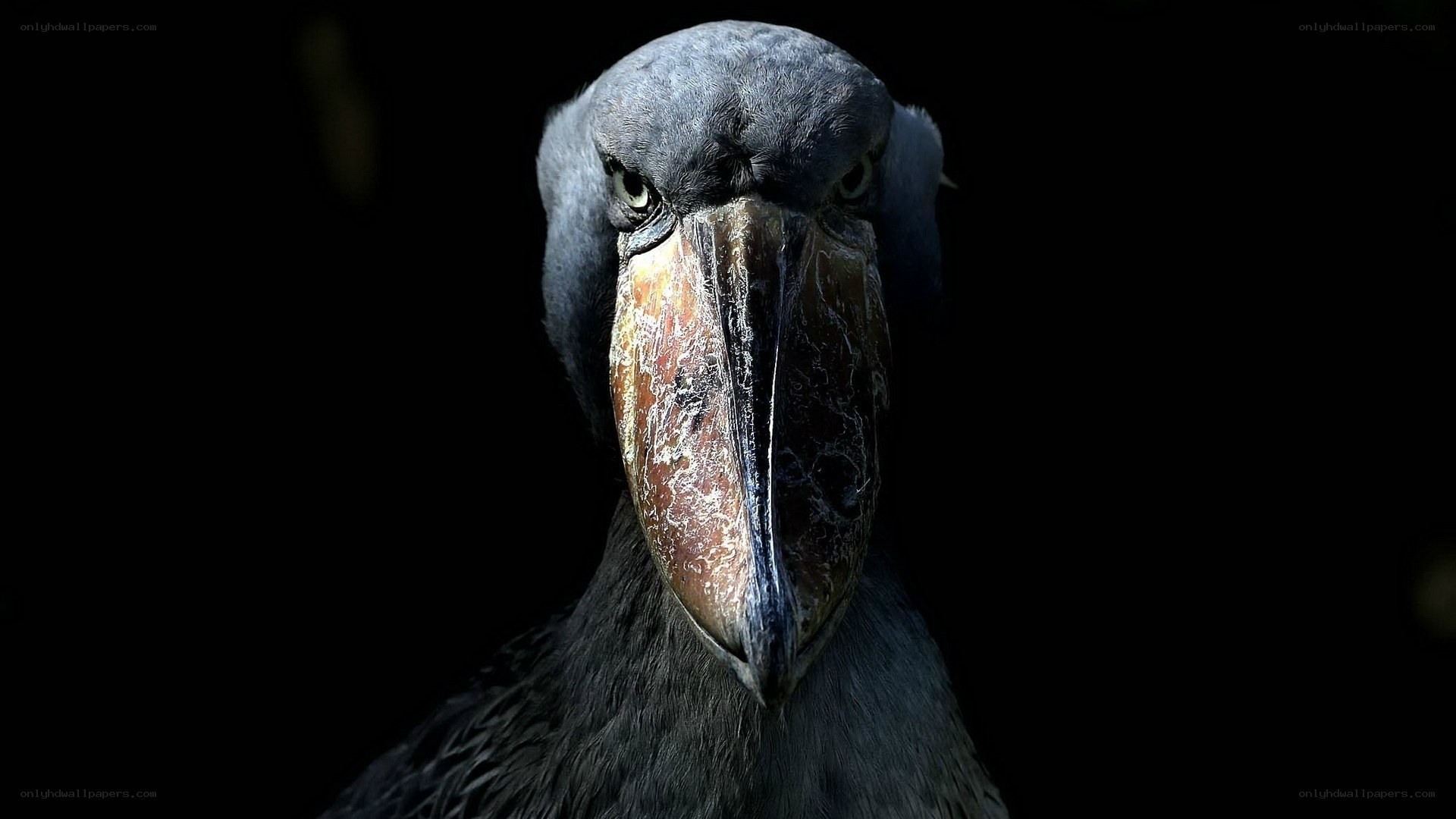Close-up of a shoebill bird