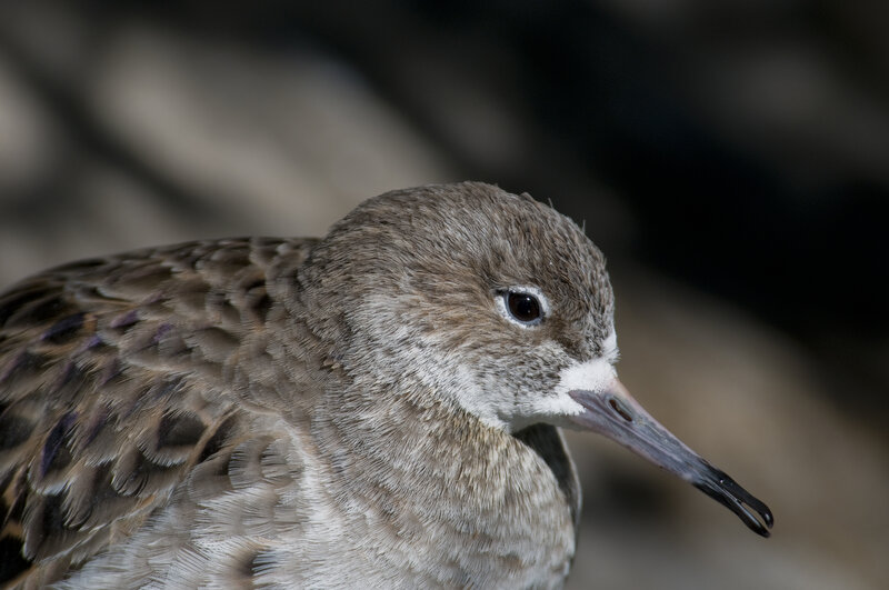close-up of a shorebird
