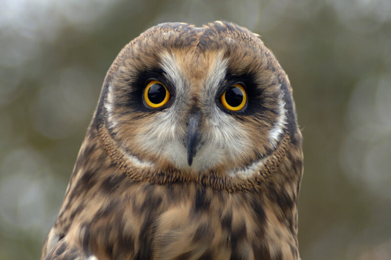 close-up of a short-eared owl