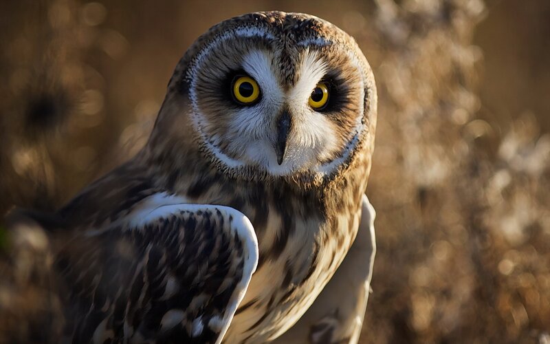 close-up of a short-eared owl