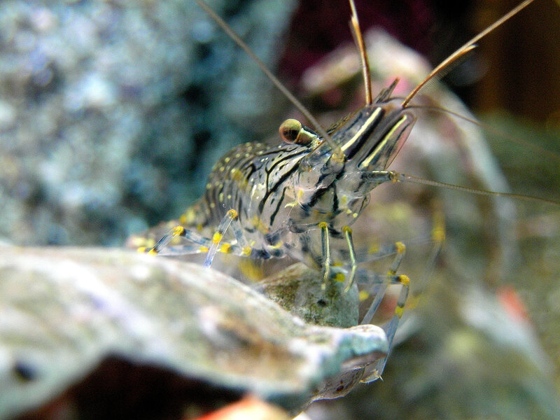 Close-up of a shrimp