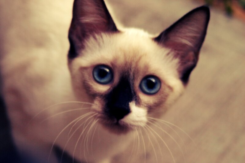 close-up of a siamese cat
