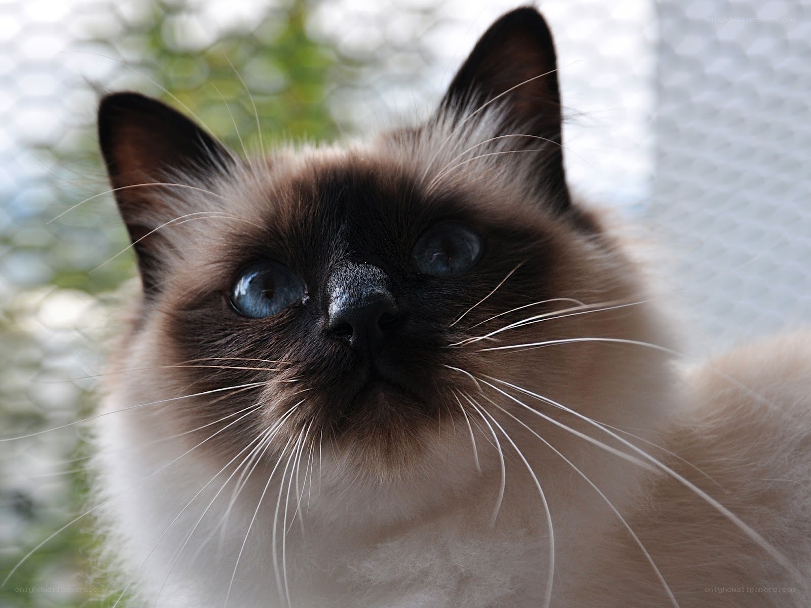 Close-up of a Siamese cat