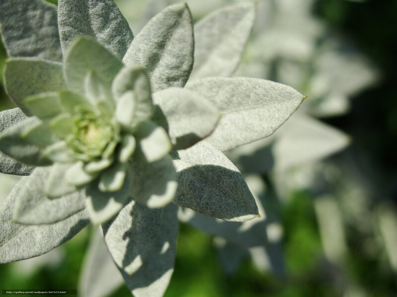 Close-up of a silvery plant