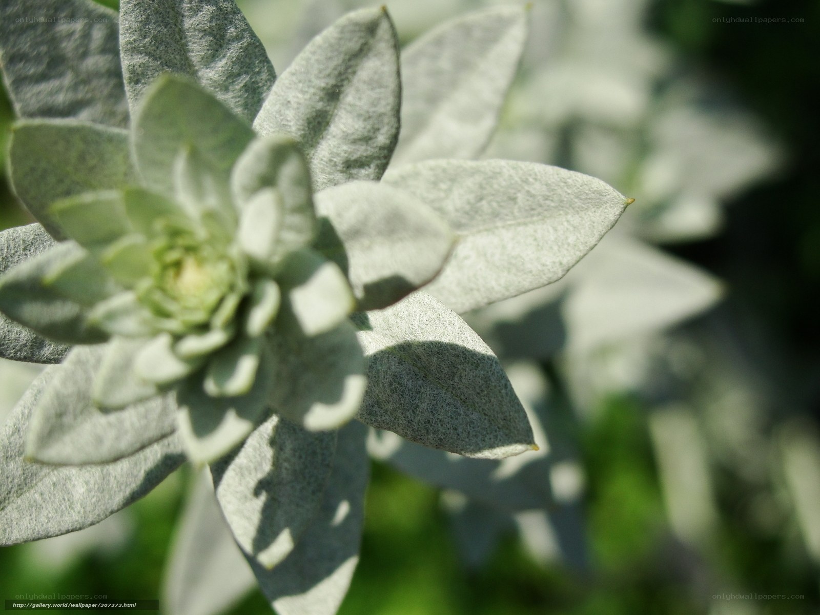 Close-up of a silvery plant