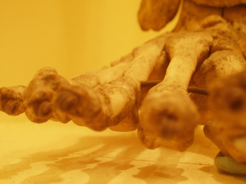 Close-up of a skeleton foot