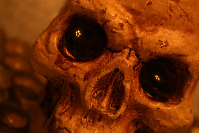 Close-up of a Skull — Brown