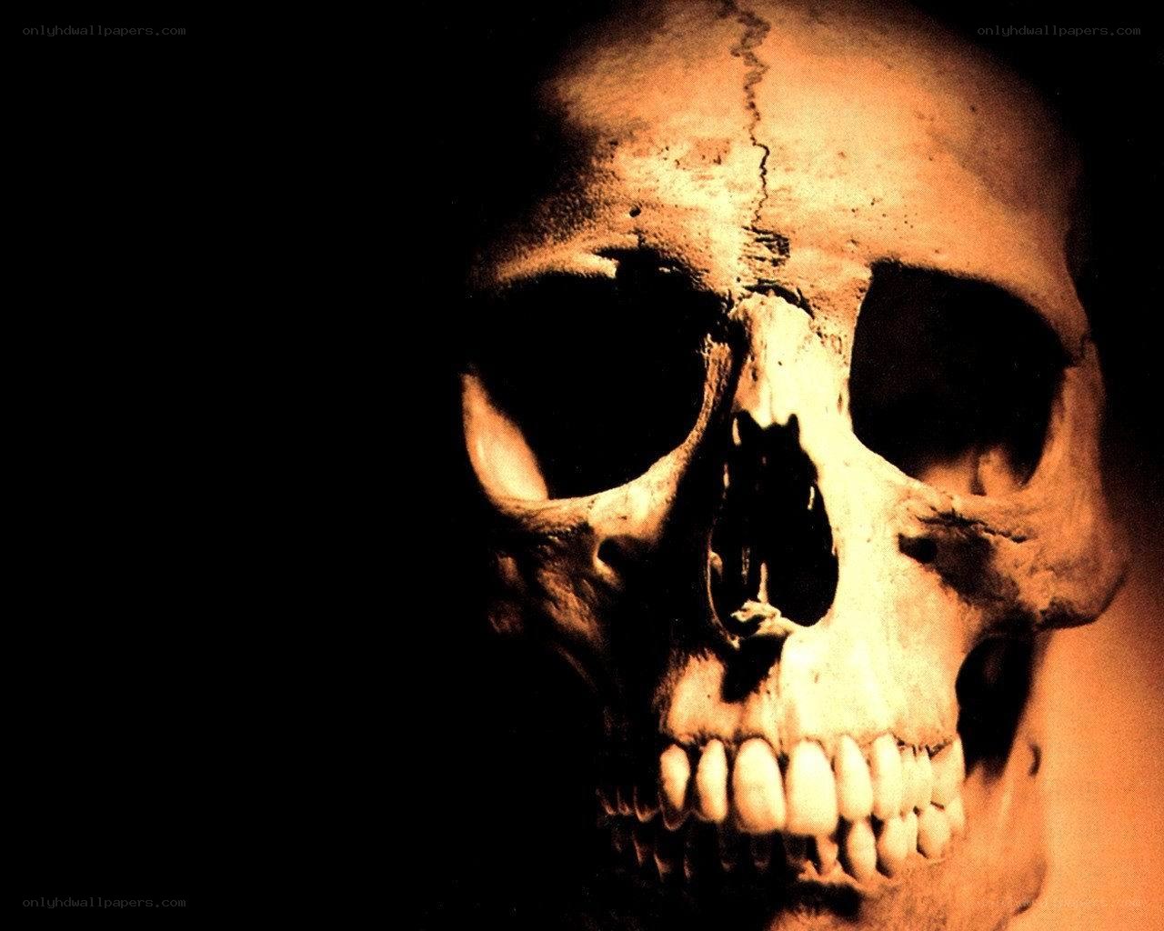 close-up of a skull