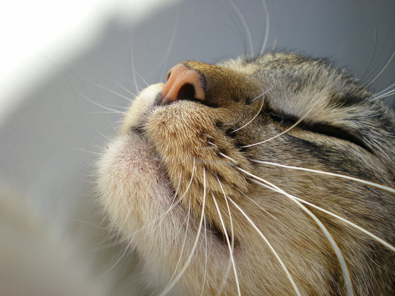 close-up of a sleeping cat