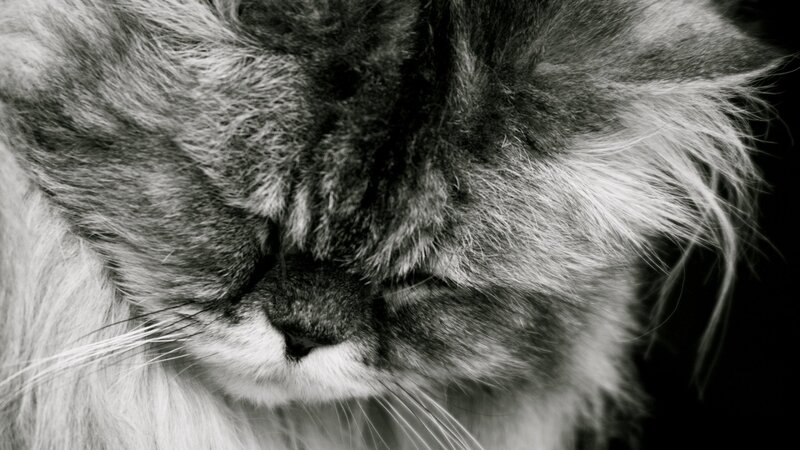 close-up of a sleeping cat
