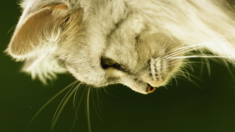 close-up of a sleeping cat