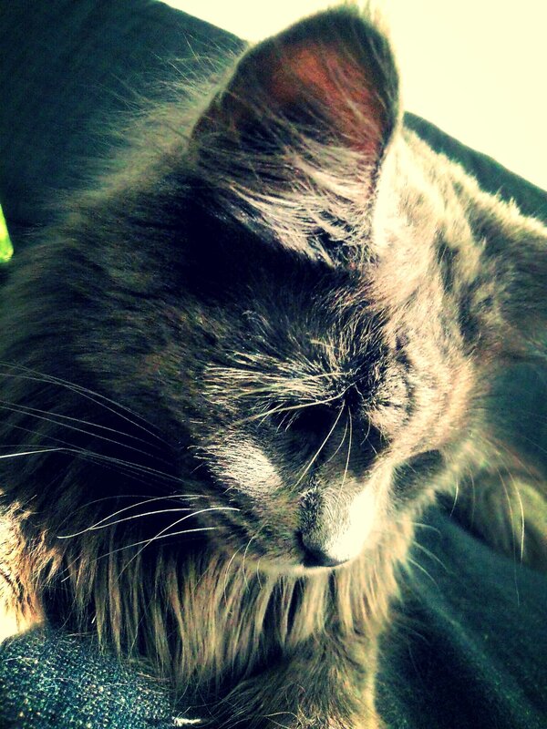 close-up of a sleeping cat