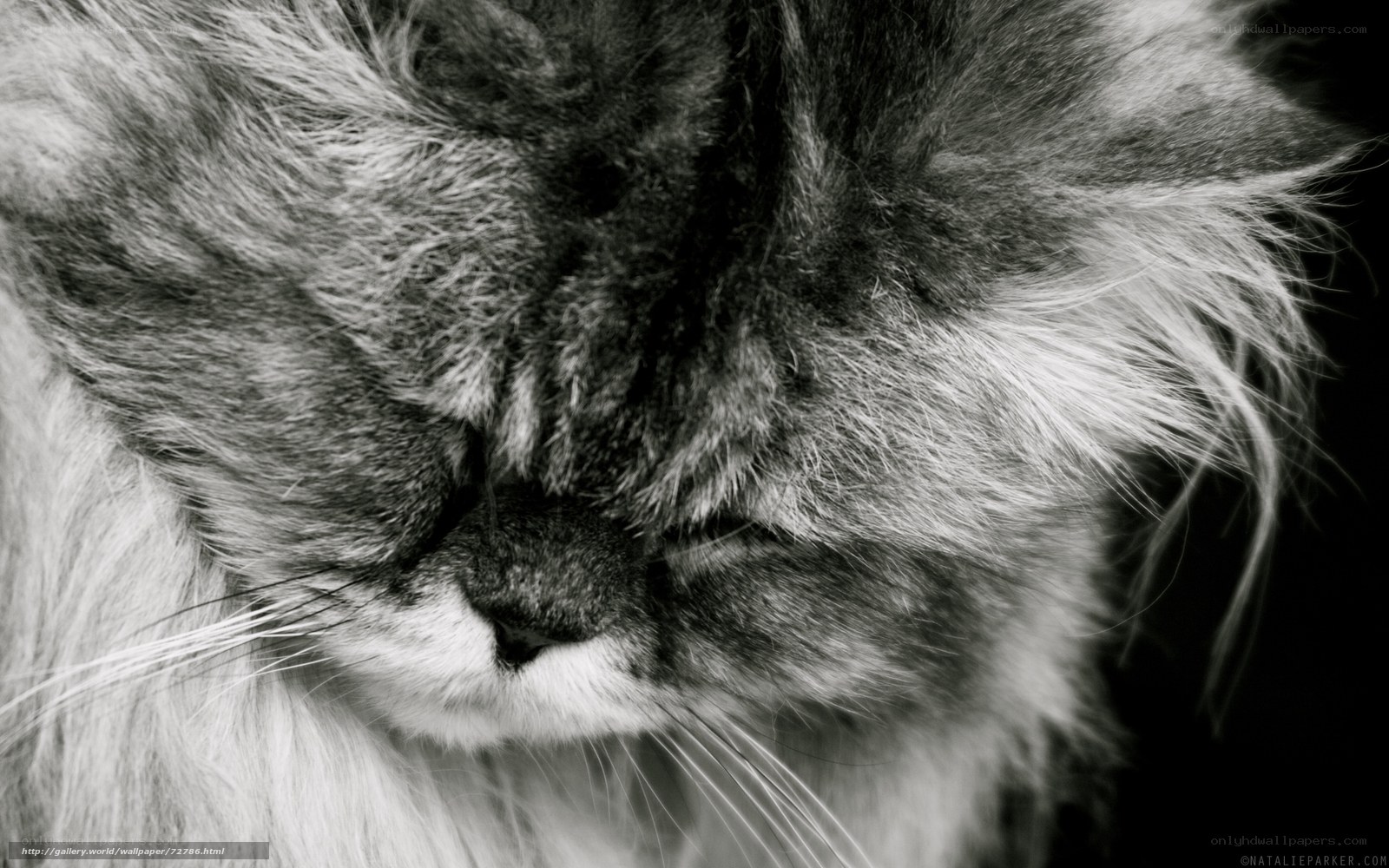 Close-up of a sleeping cat