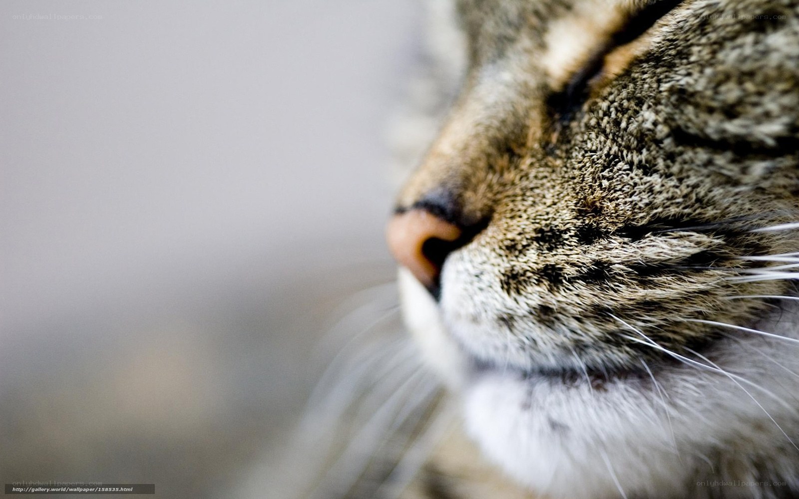 close-up of a sleeping cat
