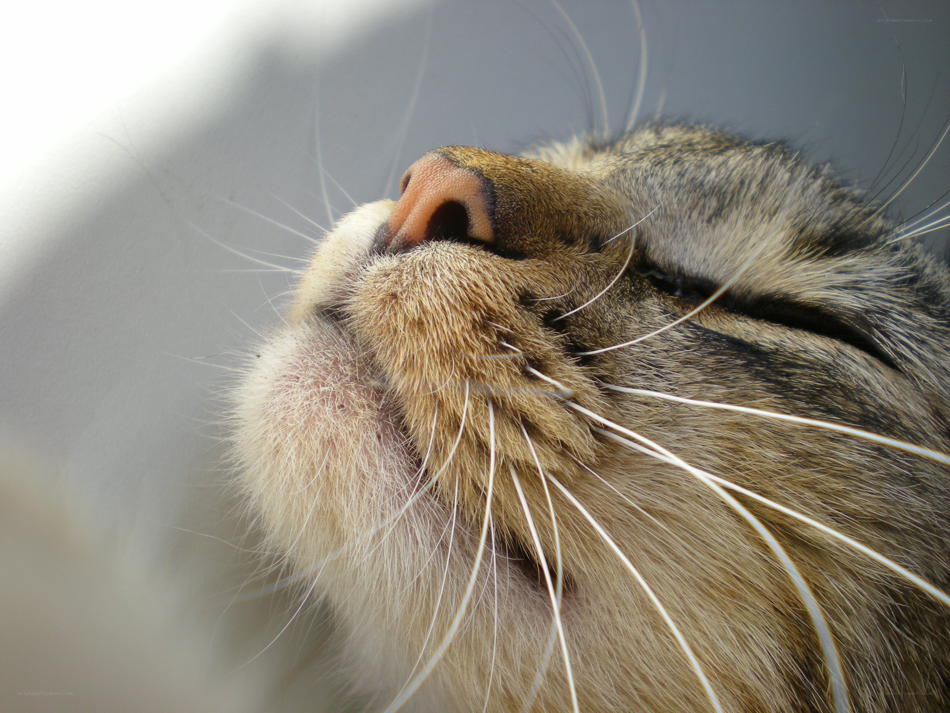 close-up of a sleeping cat