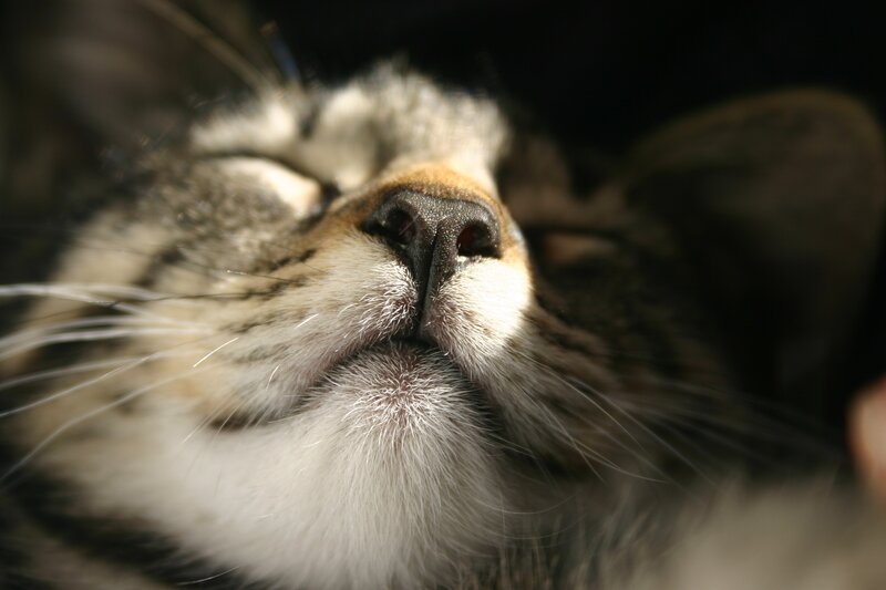 close-up of a sleeping cat
