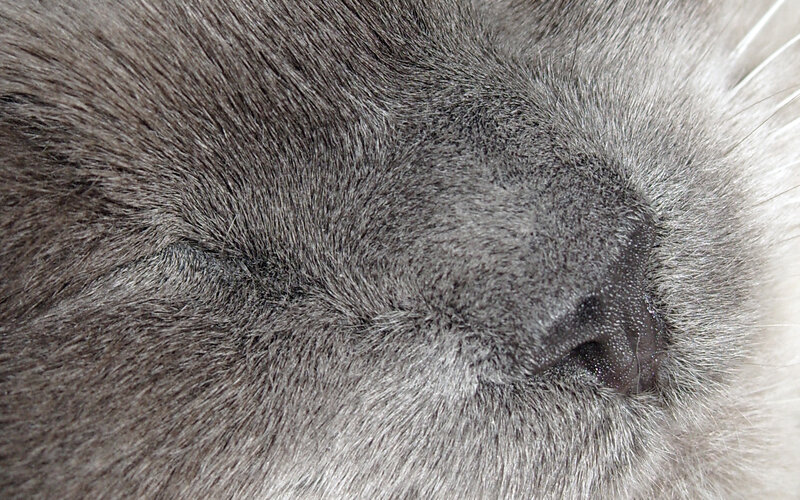 close-up of a sleeping cat's face