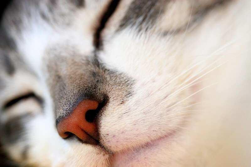 close-up of a sleeping cat's nose