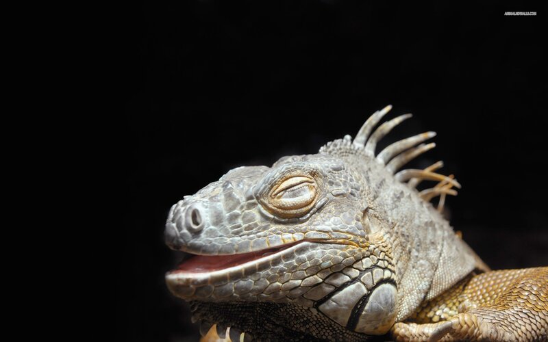 Close-up of a sleeping iguana