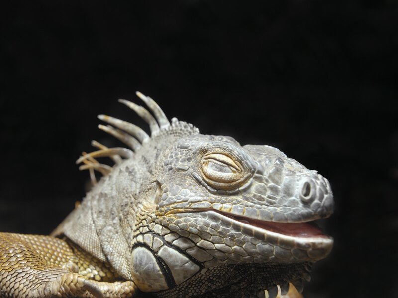 Close-up of a sleeping iguana