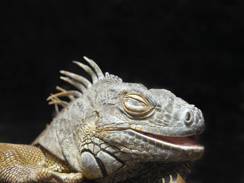 Close-up of a sleeping iguana