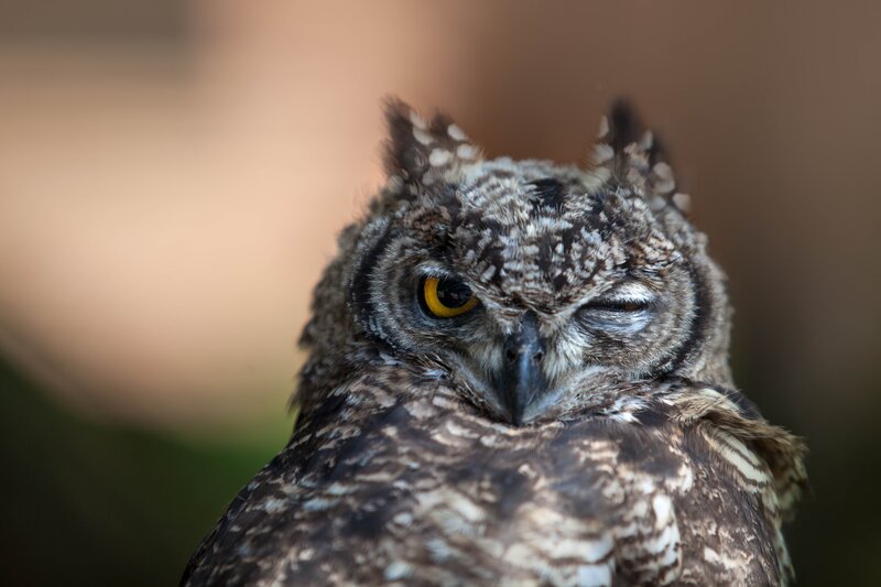 Close-up of a sleeping owl