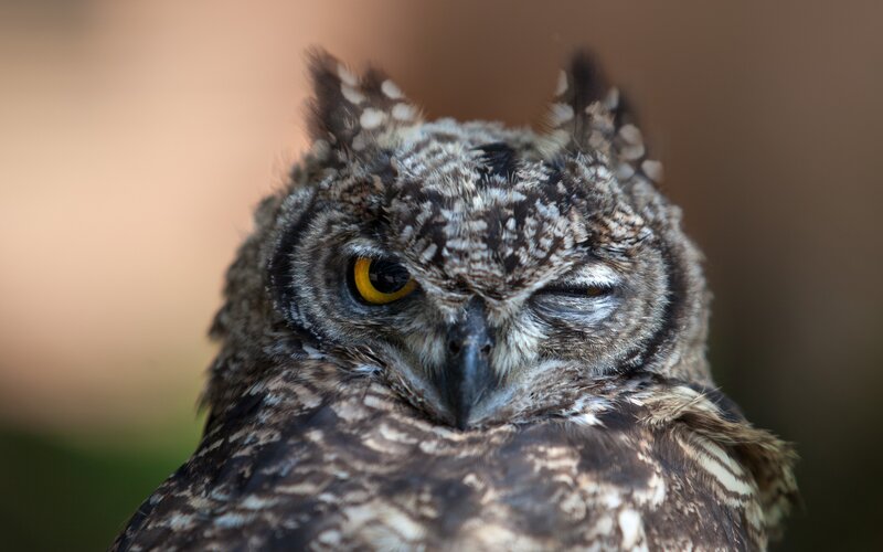 close-up of a sleeping owl
