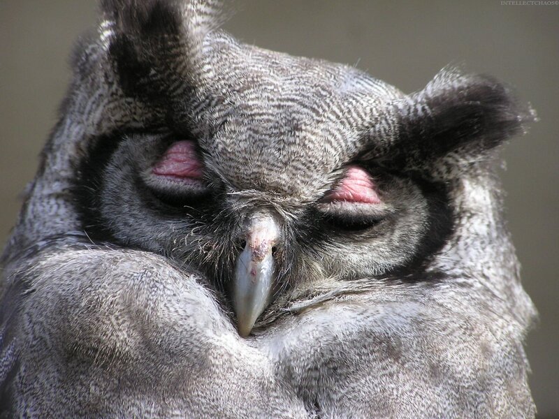 Close-up of a sleeping owl