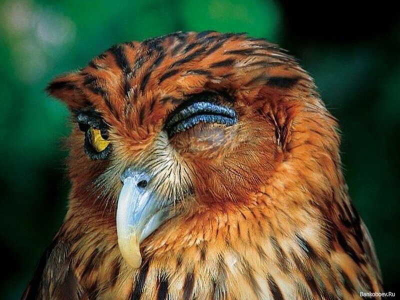 Close-up of a sleeping owl