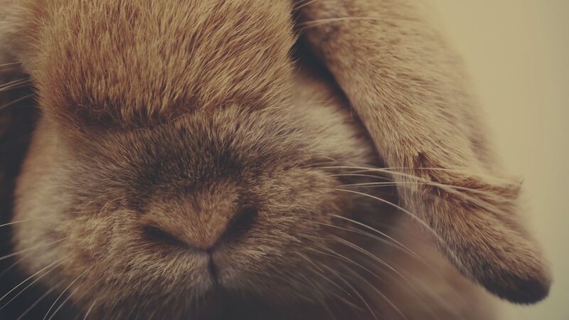 close-up of a sleeping rabbit