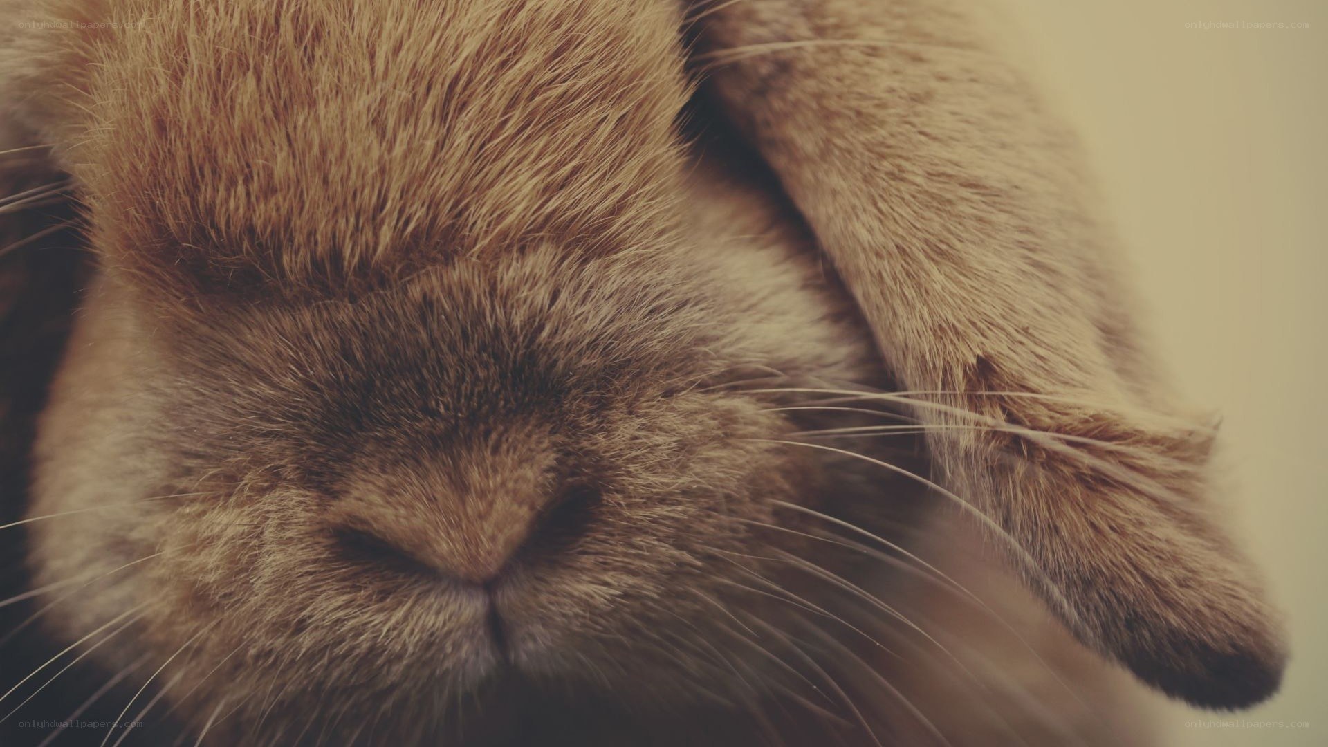 close-up of a sleeping rabbit