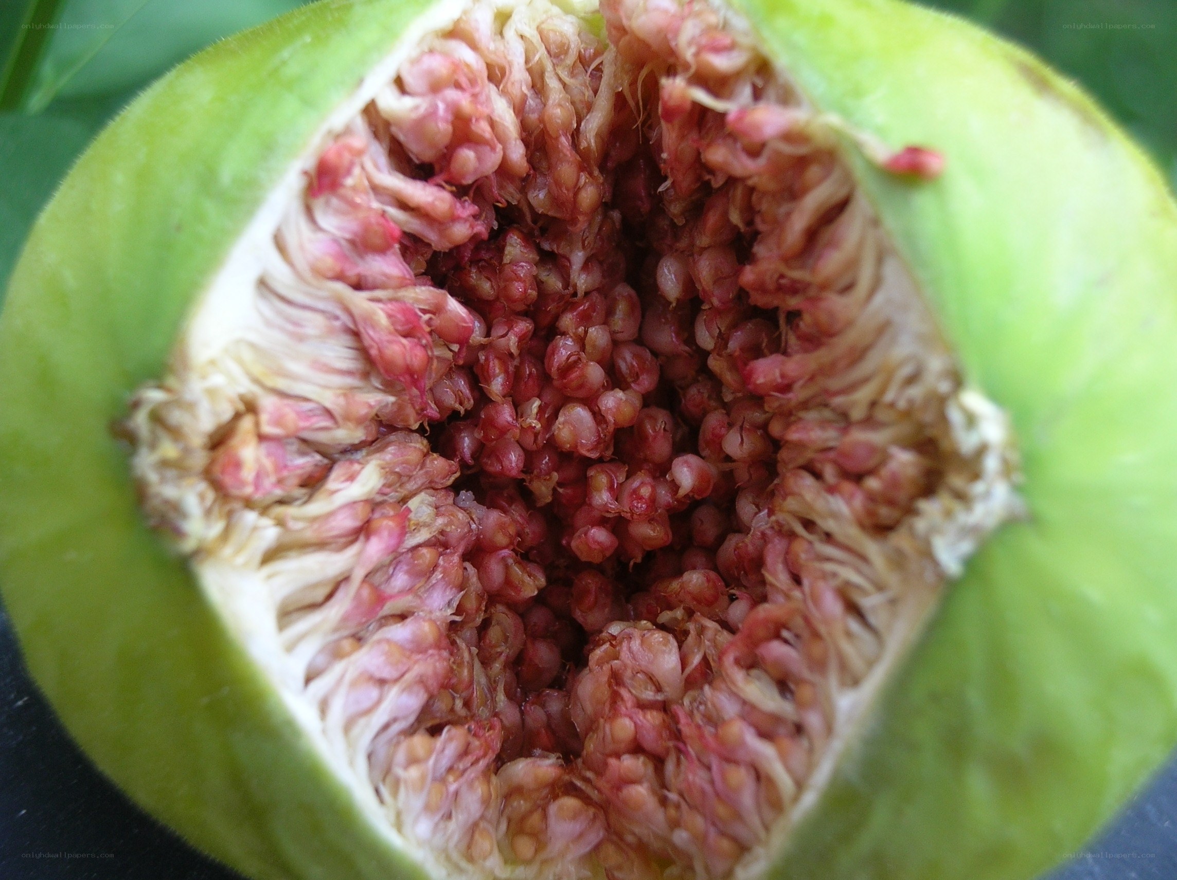 close-up of a sliced fig