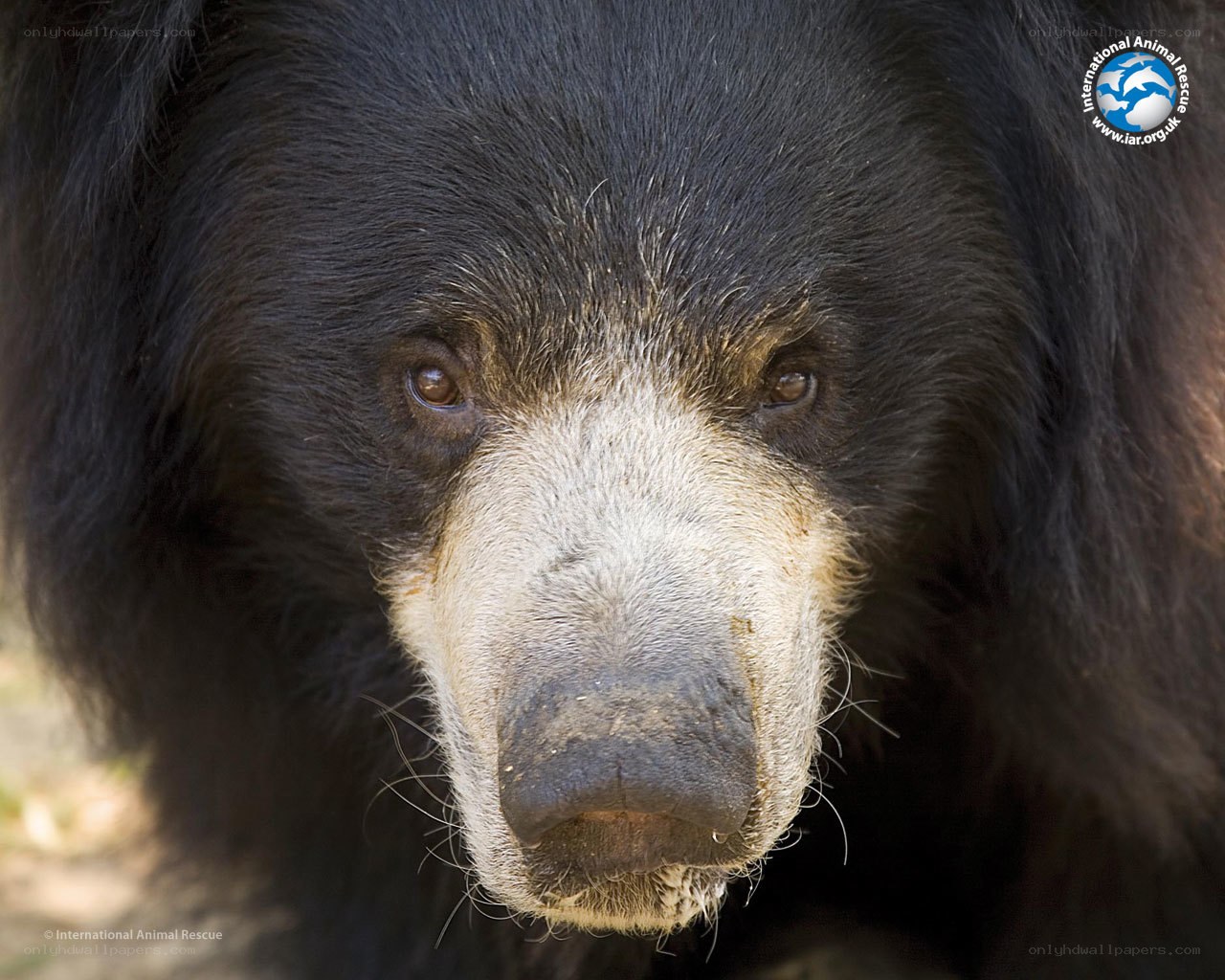 close-up of a sloth bear