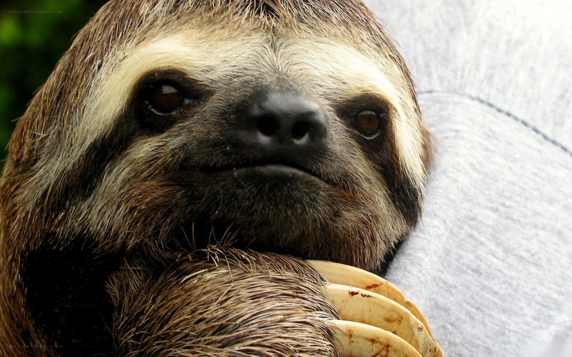 close-up of a sloth