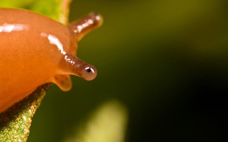 close-up of a slug on a leaf
