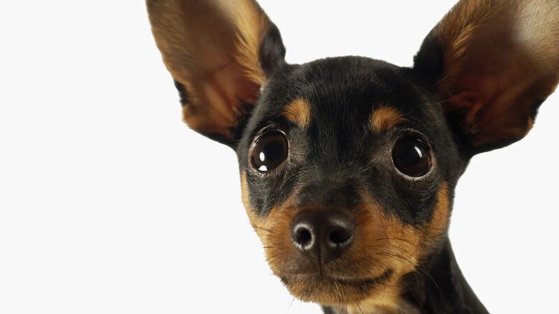 close-up of a small dog