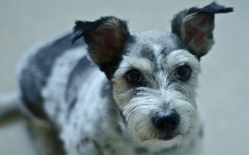 close-up of a small dog