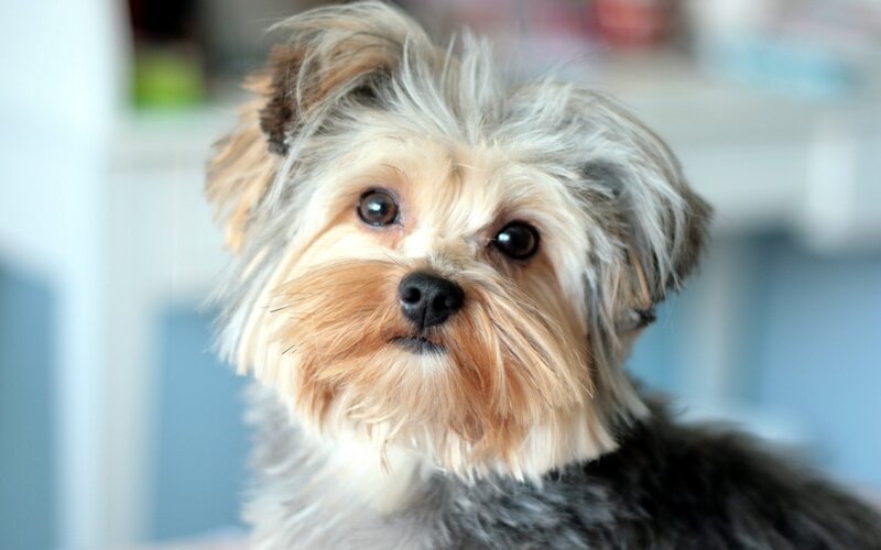 close-up of a small dog