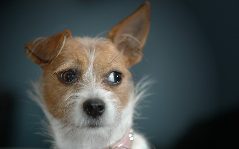 close-up of a small dog