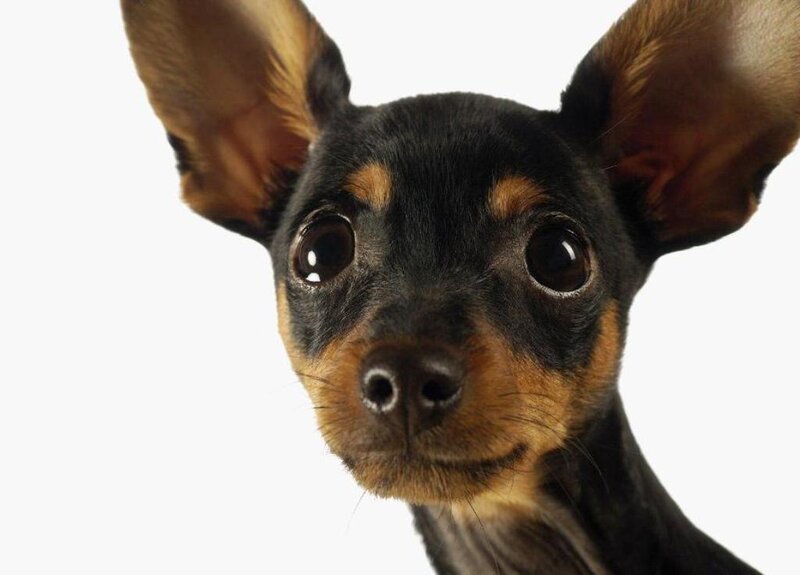 close-up of a small dog