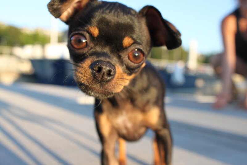 close-up of a small dog
