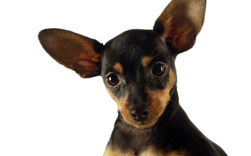 close-up of a small dog