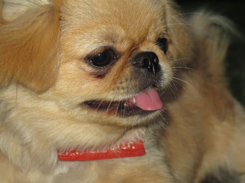 close-up of a small dog