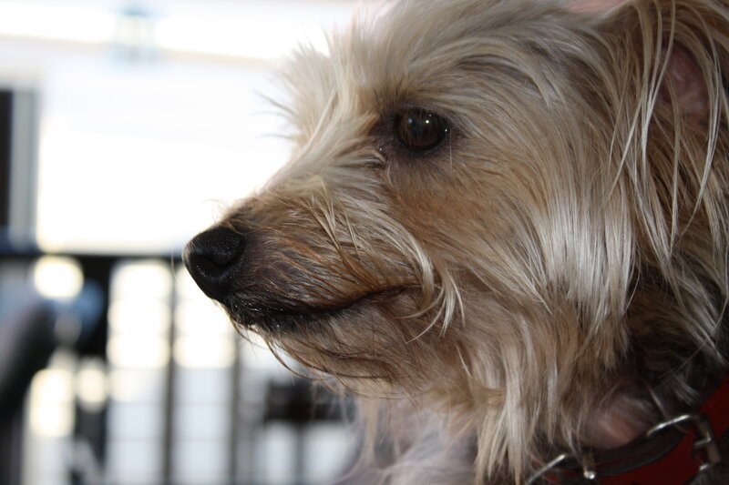 close-up of a small dog